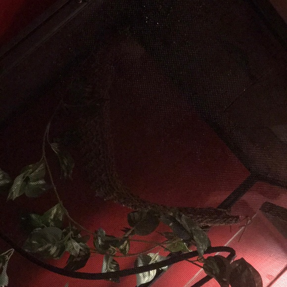 LONG LARGE SCREEN chameleon/reptile cage - Picture 4 of 8